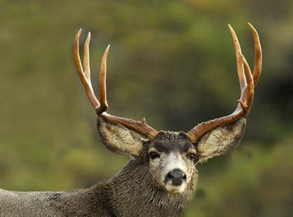 Mule Deer