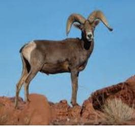 Desert Bighorn Sheep