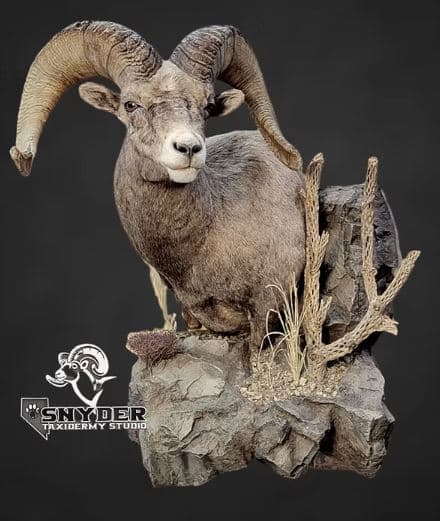 Desert bighorn mount with dramatic mountain backdrop